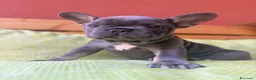 Bulldog Francese cani in vendita: Disponibilità di Bulldog Francese  - Annuncio 13