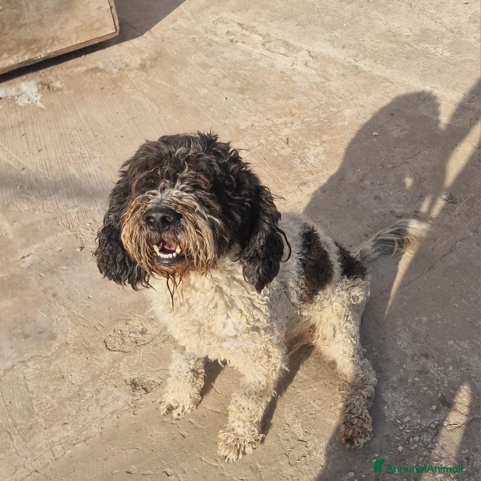 Lagotto cani THOR un lagotto strepitoso a Pomezia - Annuncio 1