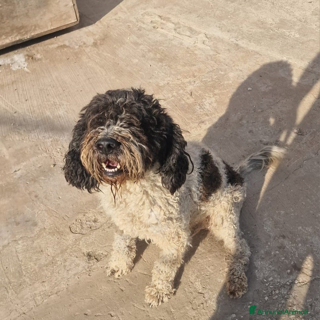 Lagotto cani in regalo: THOR un lagotto strepitoso a Pomezia - Annuncio 1