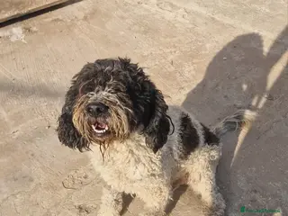 Lagotto cani THOR un lagotto strepitoso a Pomezia - Annuncio 4