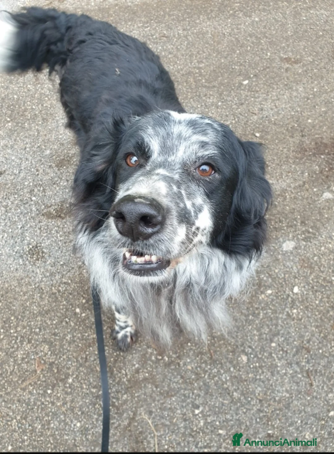 Meticcio cani in regalo: 2fratelli classe 2012, x 10anni in 1lager.ROMA a Città metropolitana di Milano - Annuncio 7