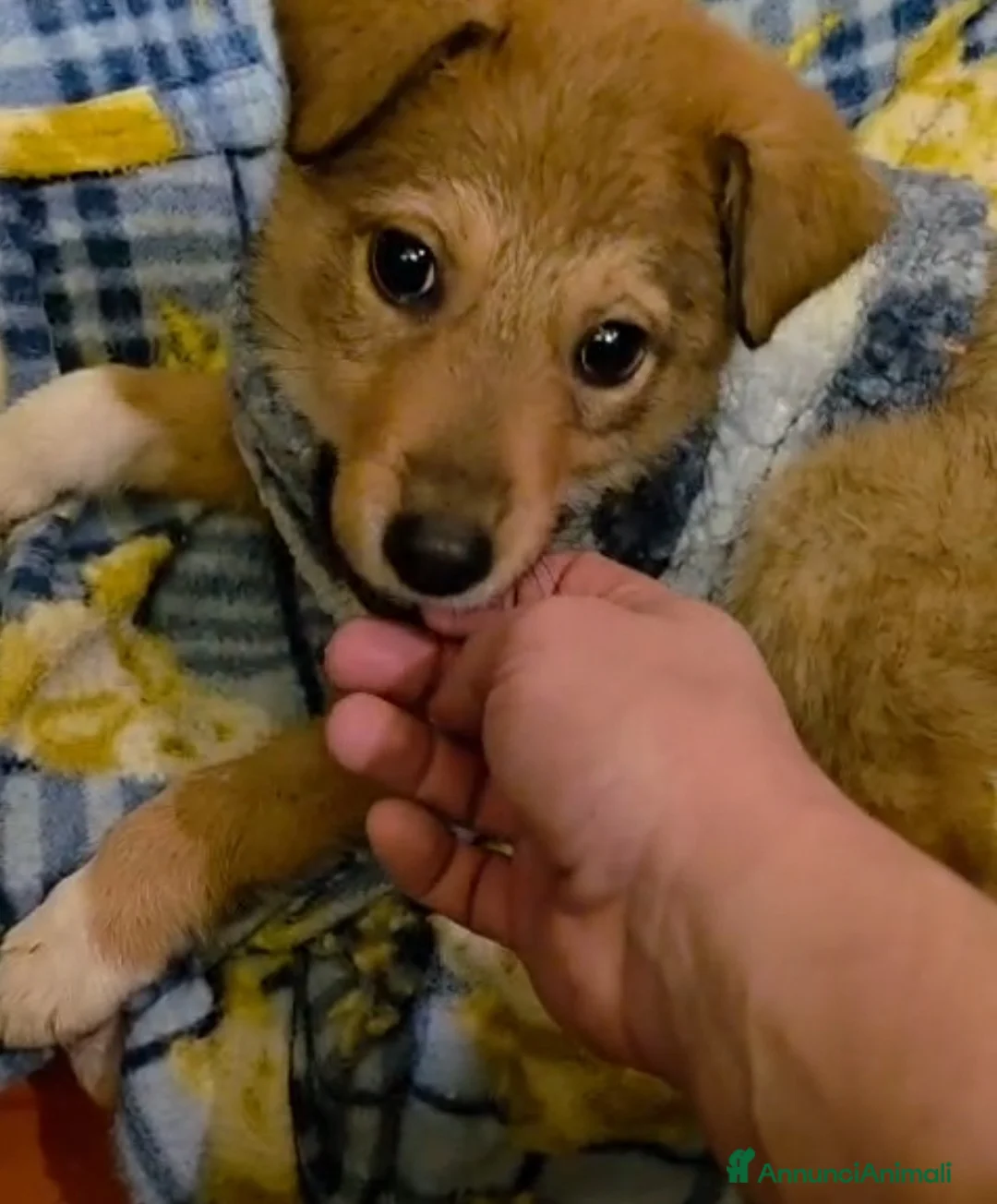 Meticcio cani in regalo: Mary cucciola meticcia - Annuncio 1