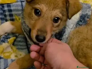 Meticcio cani Mary cucciola meticcia - Annuncio 3