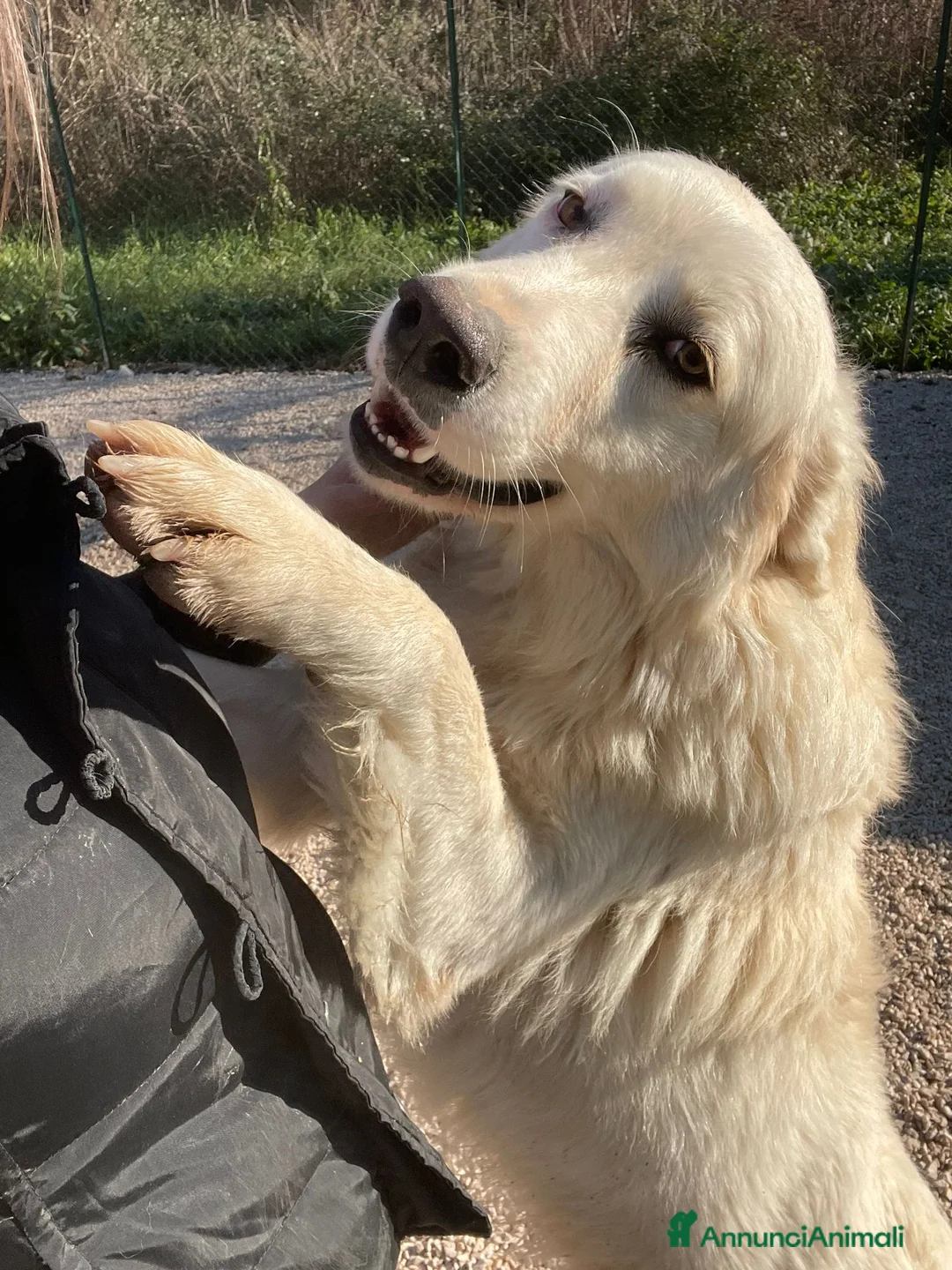 Meticcio cani in regalo: ADOTTA IL DOLCISSIMO E BELLISSIMO OSLO - Annuncio 1