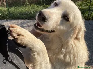 Meticcio cani ADOTTA IL DOLCISSIMO E BELLISSIMO OSLO - Annuncio 13