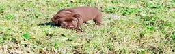 Labrador cani in vendita: Cucciola labrador cioccolato  - Annuncio 5