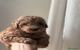 Barboncino cani in vendita: Barboncino piccolo nanetto  - Immagine 3