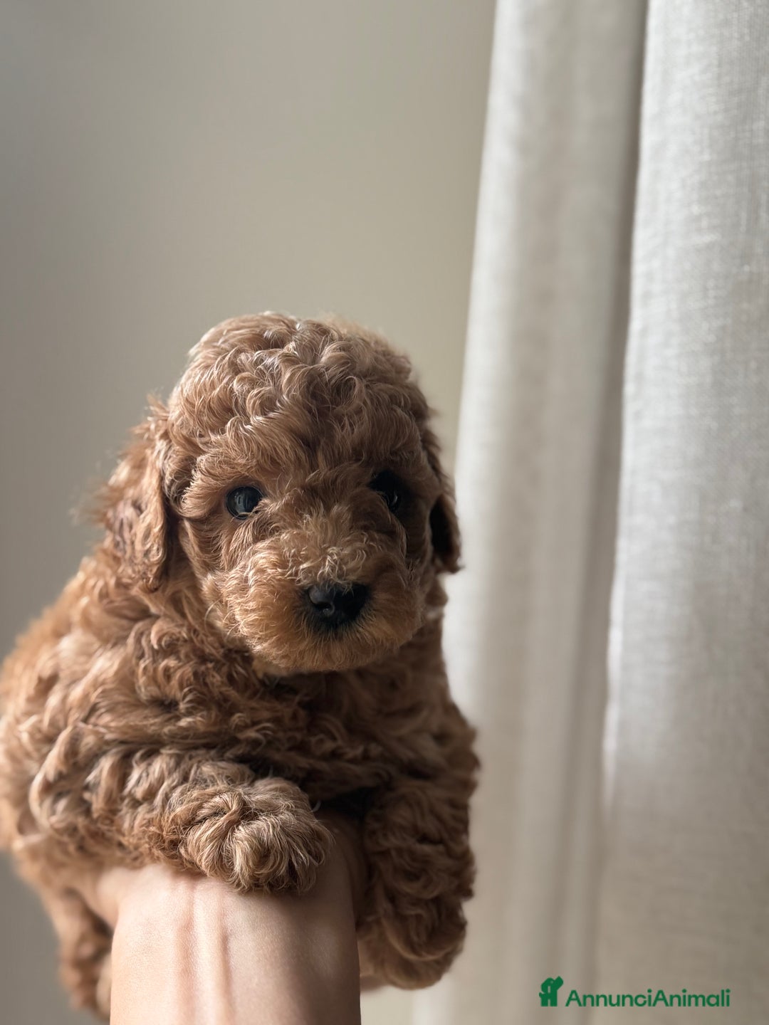 Barboncino cani in vendita: Barboncino piccolo nanetto  - Immagine 3