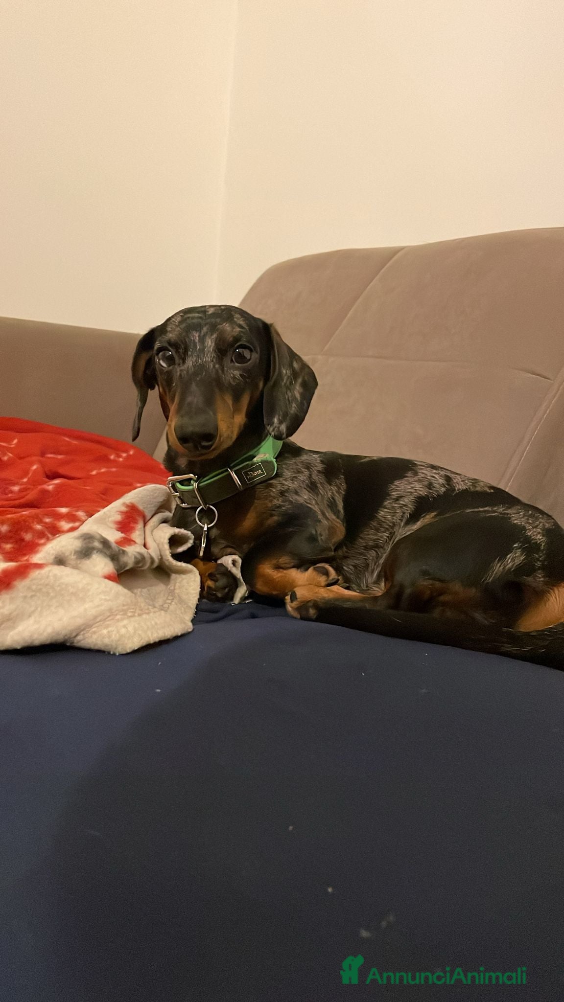 Bassotto cani Pablo il bassotto arlecchino  - Annuncio 1