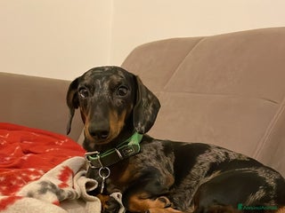 Bassotto cani Pablo il bassotto arlecchino - Annuncio 2