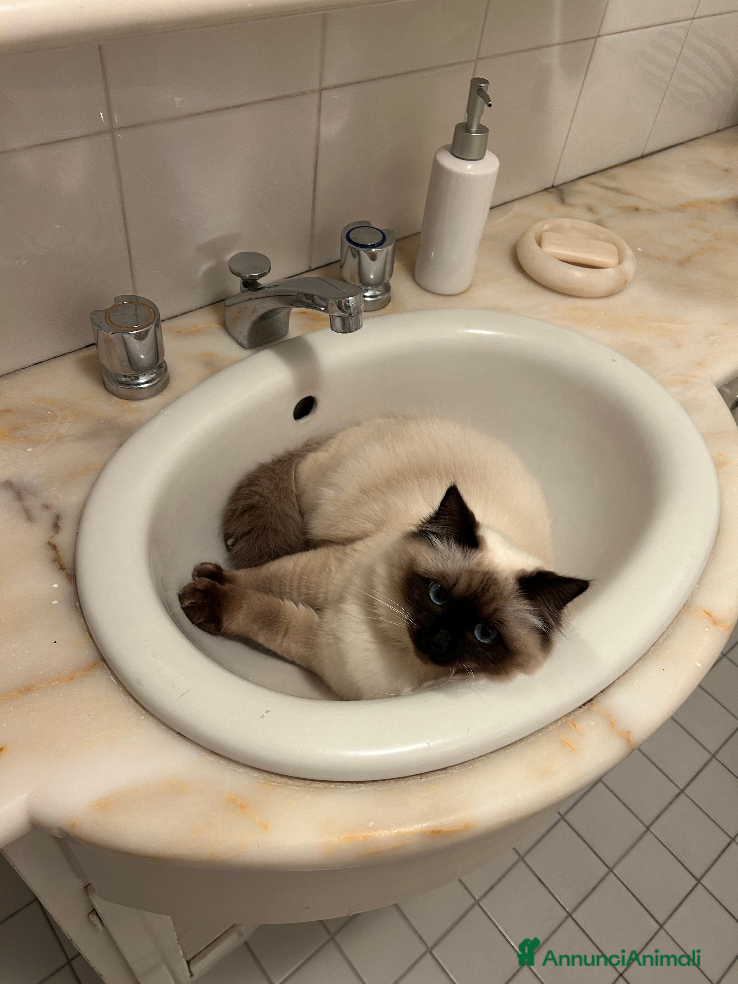 Ragdoll gatti femmina ragdoll per accoppiamento  - Annuncio 2