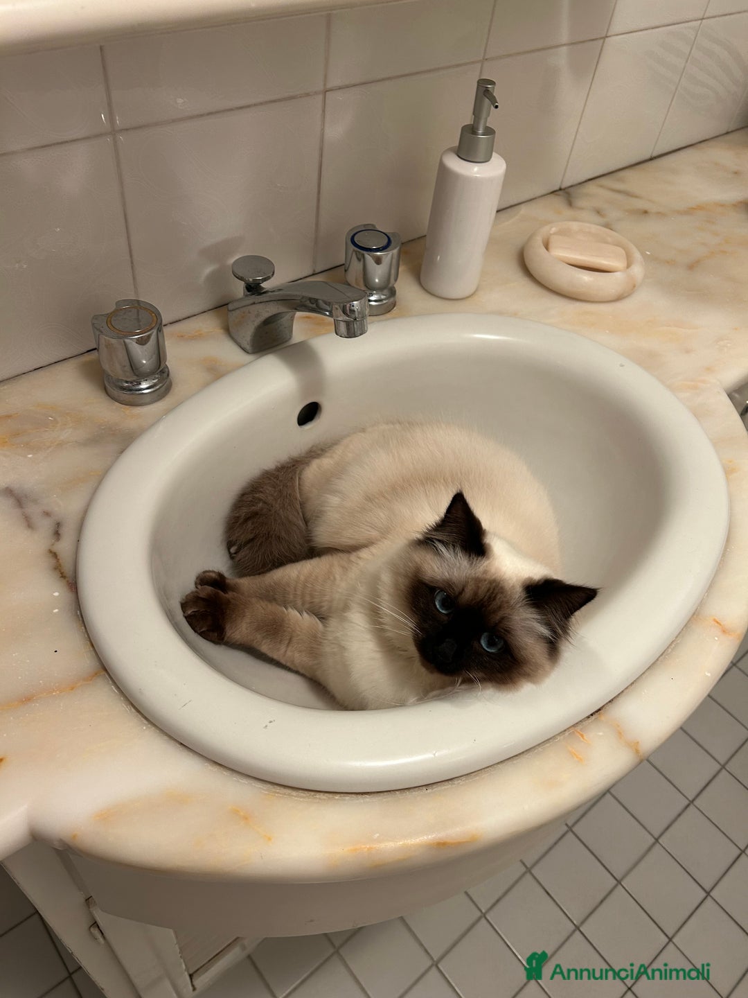 Ragdoll gatti per accoppiamento: femmina ragdoll per accoppiamento  - Annuncio 2