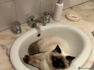 Ragdoll gatti femmina ragdoll per accoppiamento - Annuncio 2