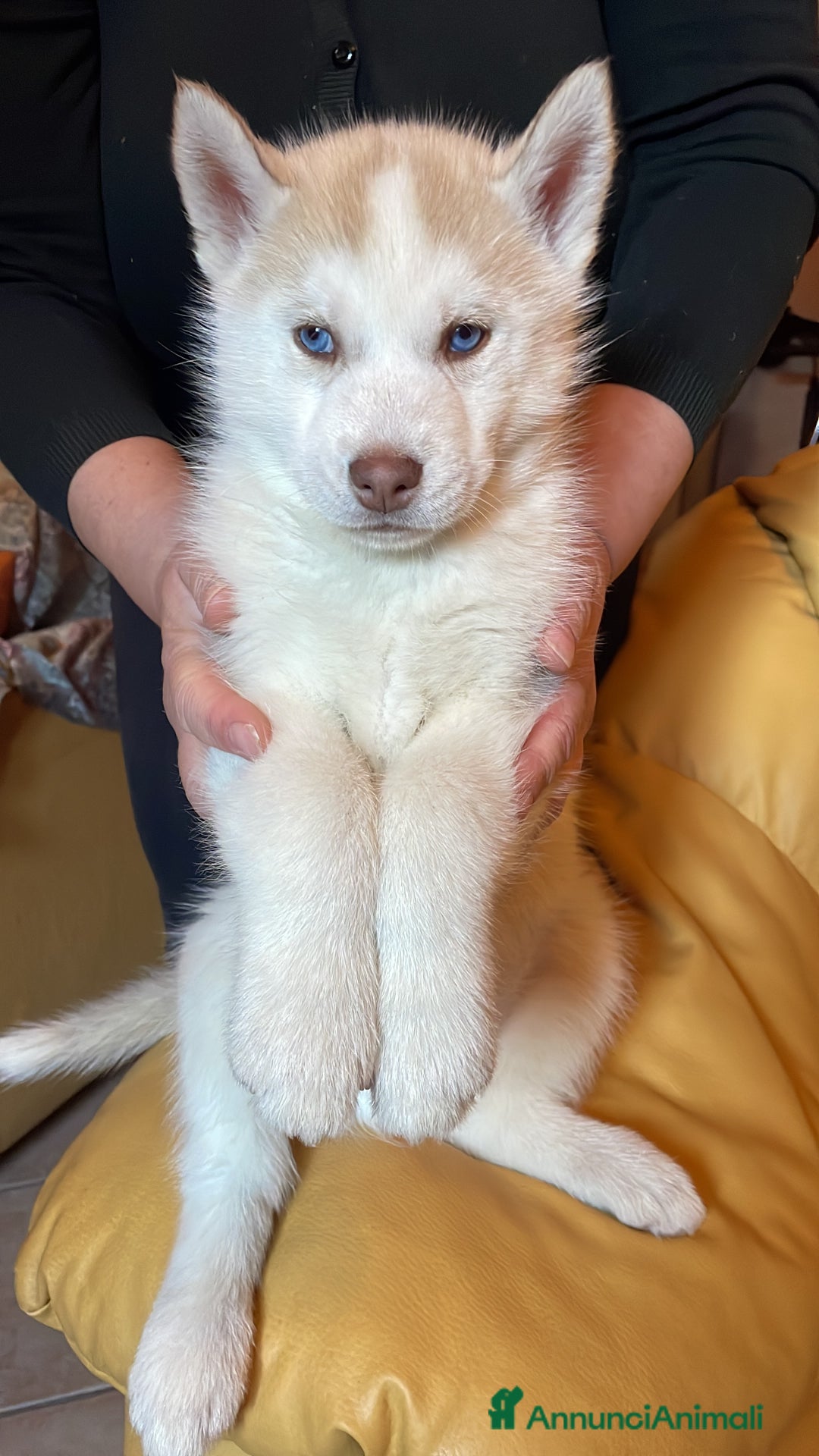 Husky cani in vendita: Cuccioli Siberian Husky - Annuncio 9