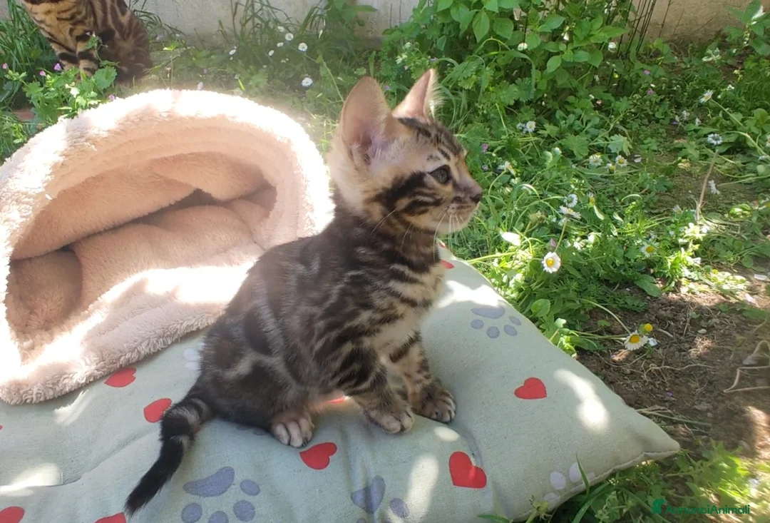 Bengala gatti in vendita: Gattini Bengala  Disponibile subito, alta qualità  - Annuncio 2
