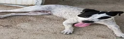 Meticcio cani in regalo: Mini pit bullina, 16 kg. 3 anni  - Annuncio 9