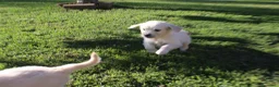 Golden Retriever cani in vendita:  Ultimi due cuccioli di Golden Retriever a Città metropolitana di Milano - Annuncio 4