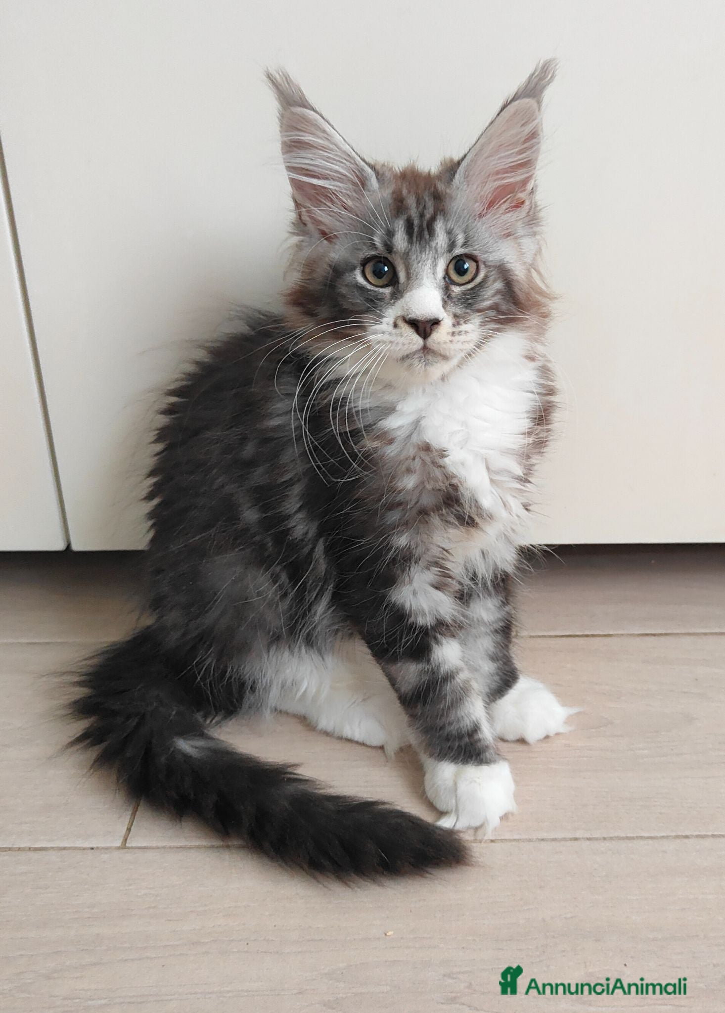 Maine Coon gatti Ultime cucciole disponibili  - Annuncio 2