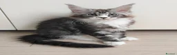 Maine Coon gatti in vendita: Ultime cucciole disponibili  - Annuncio 2