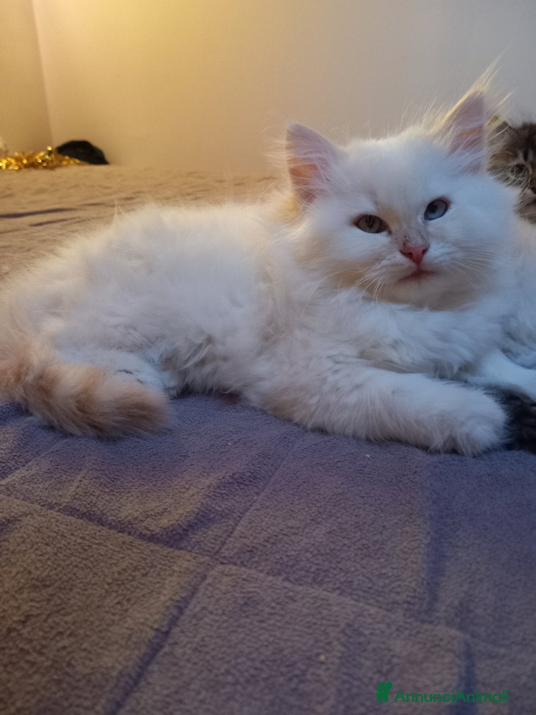 Siberiano gatti in vendita: Gatto siberiano ipoallergenico - Annuncio 1