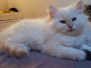 Siberiano gatti Gatto siberiano ipoallergenico - Annuncio 7