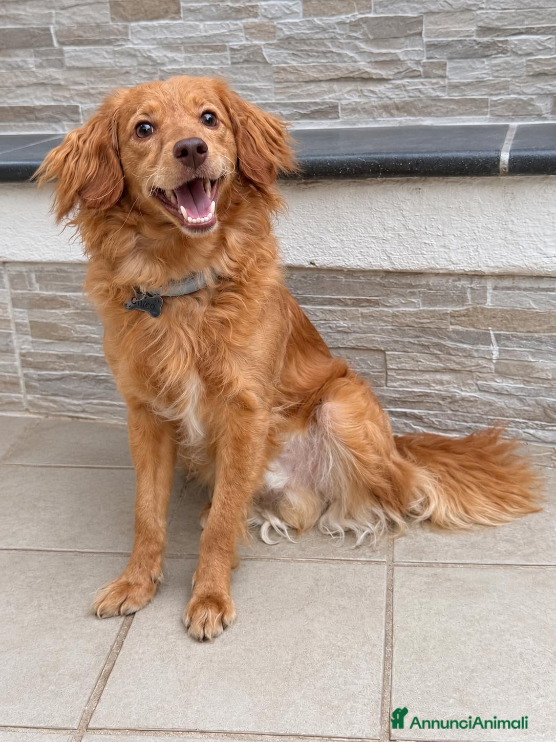 Meticcio cani Kiko, taglia piccola! (10kg)  - Annuncio 1