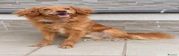 Meticcio cani in regalo: Kiko, taglia piccola! (10kg)  - Annuncio 1