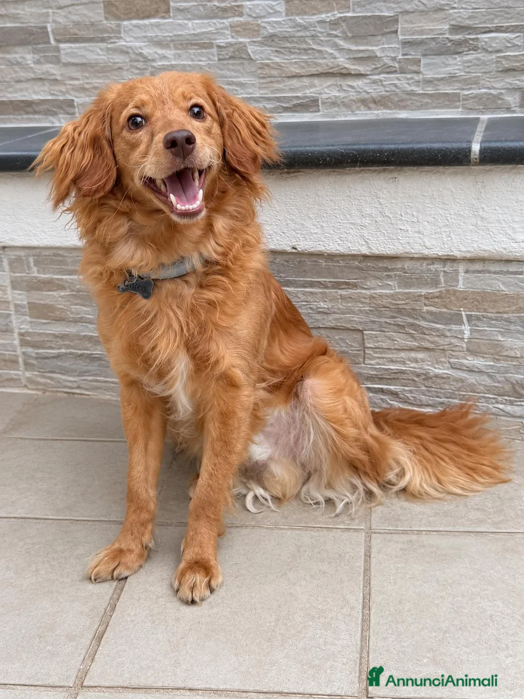 Meticcio cani in regalo: Kiko, taglia piccola! (10kg)  - Annuncio 1