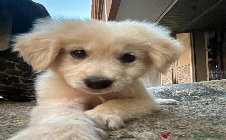 Meticcio cani - Annuncio 18