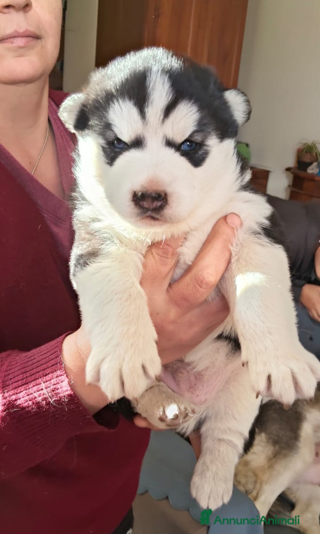 Husky cani in vendita: Vendo Cuccioli di Siberian Husky - Annuncio 7