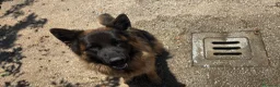 Pastore Tedesco cani in vendita: Vendita cuccioli di pastore tedesco puro - Annuncio 11