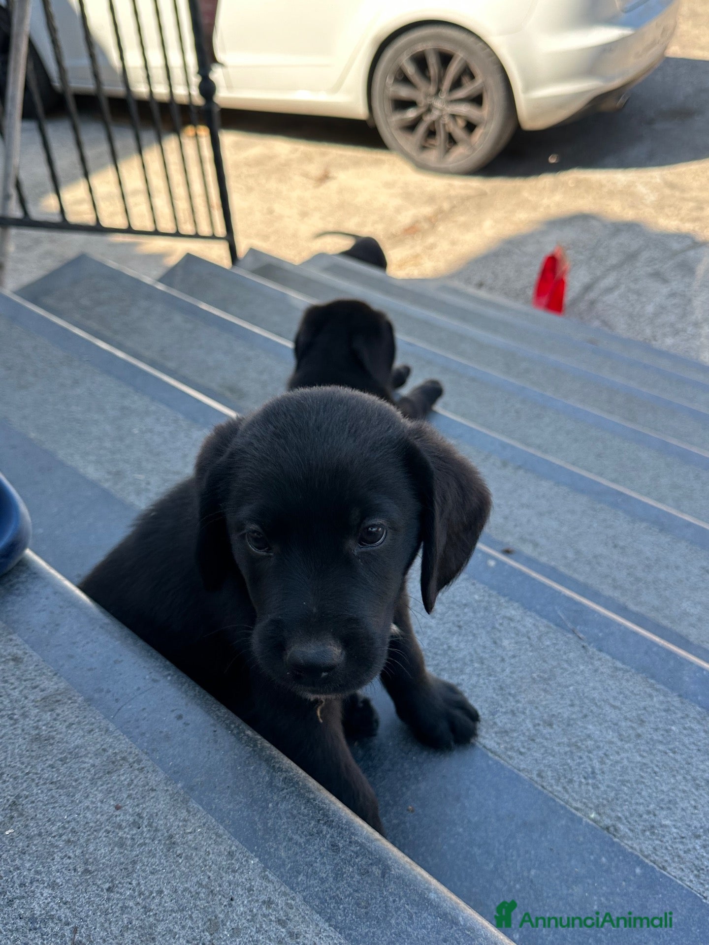 Labrador cani Labrador Nero - Annuncio 4