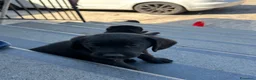 Labrador cani in vendita: Labrador Nero - Annuncio 1