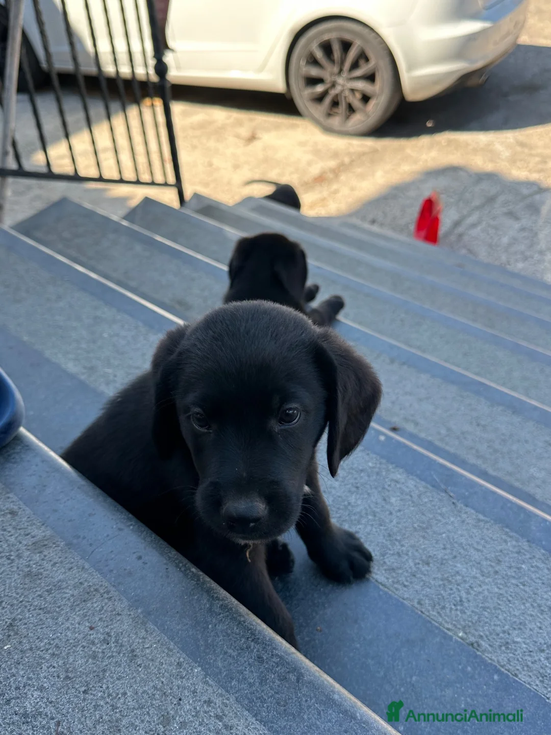 Labrador cani in vendita: Labrador Nero - Annuncio 1