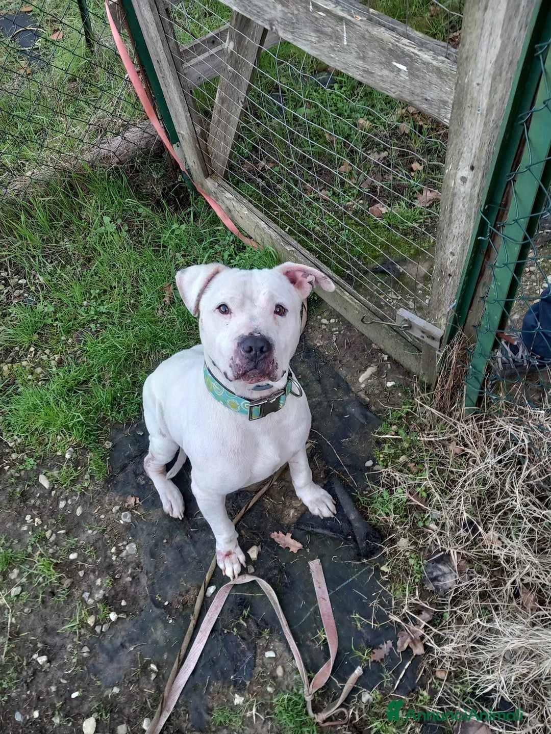 Pitbull cani in regalo: CIRO, PITBULL tanto dolce ma SOLO. a Città Metropolitana di Firenze - Immagine 9