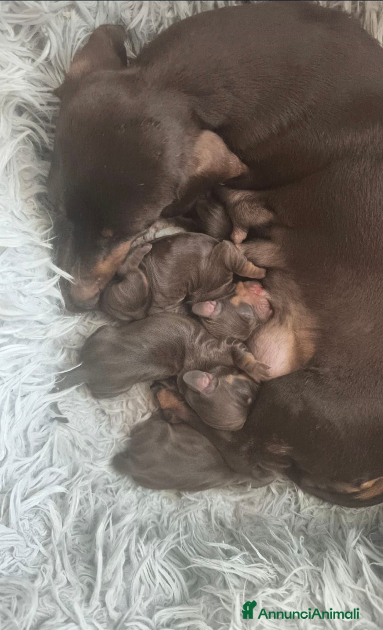 Bassotto cani Bassotto tedesco kaninchen cioccolato Enci  - Annuncio 1