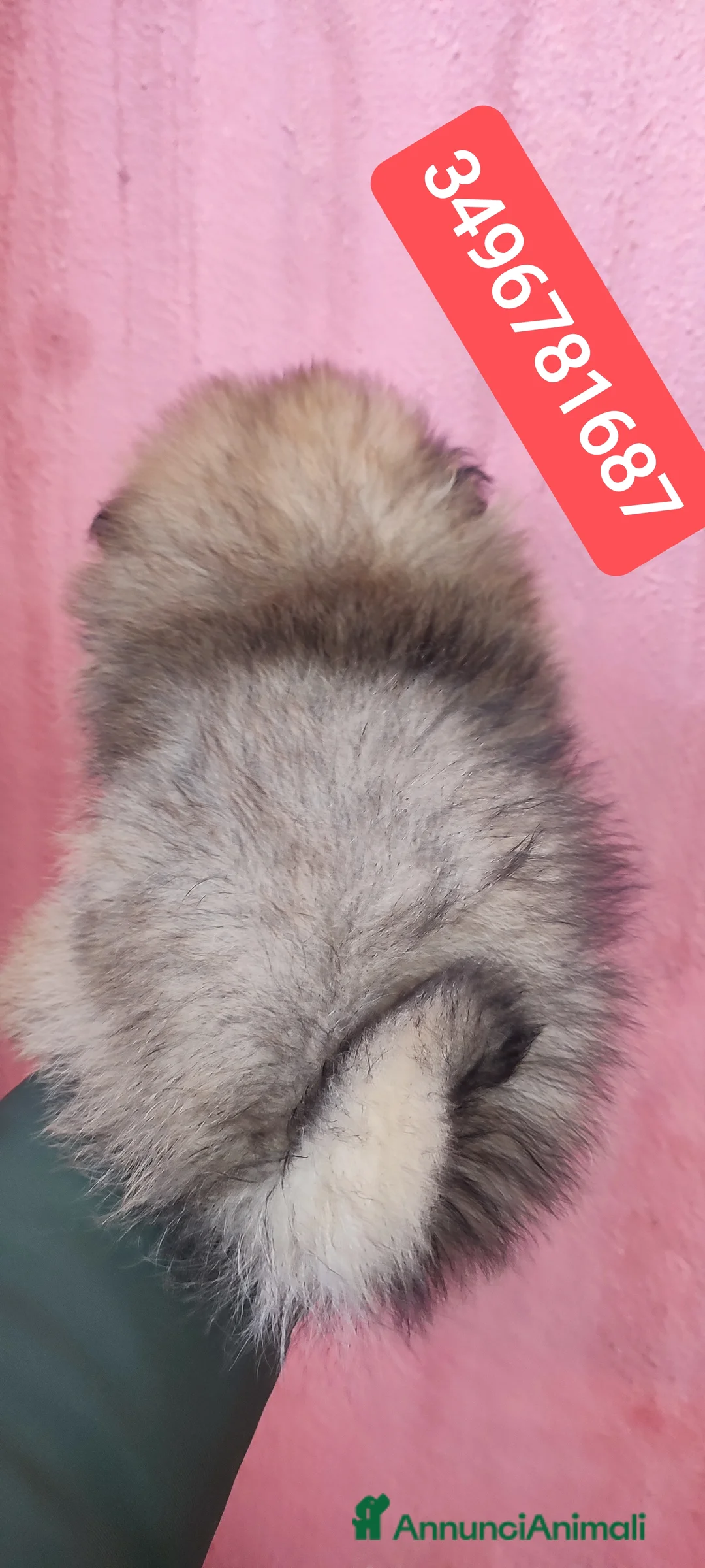 Spitz cani in vendita: SPITZ TEDESCO PICCOLO stupendo batuffolo - Annuncio 3