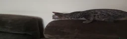 Bengala gatti in vendita: Gatto del Bengala cuccioli  - Annuncio 2