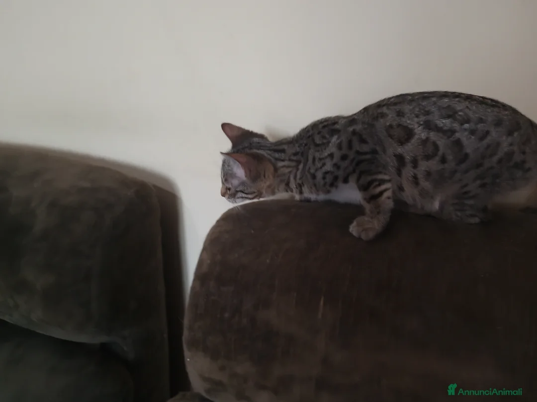Bengala gatti in vendita: Gatto del Bengala cuccioli  - Annuncio 2