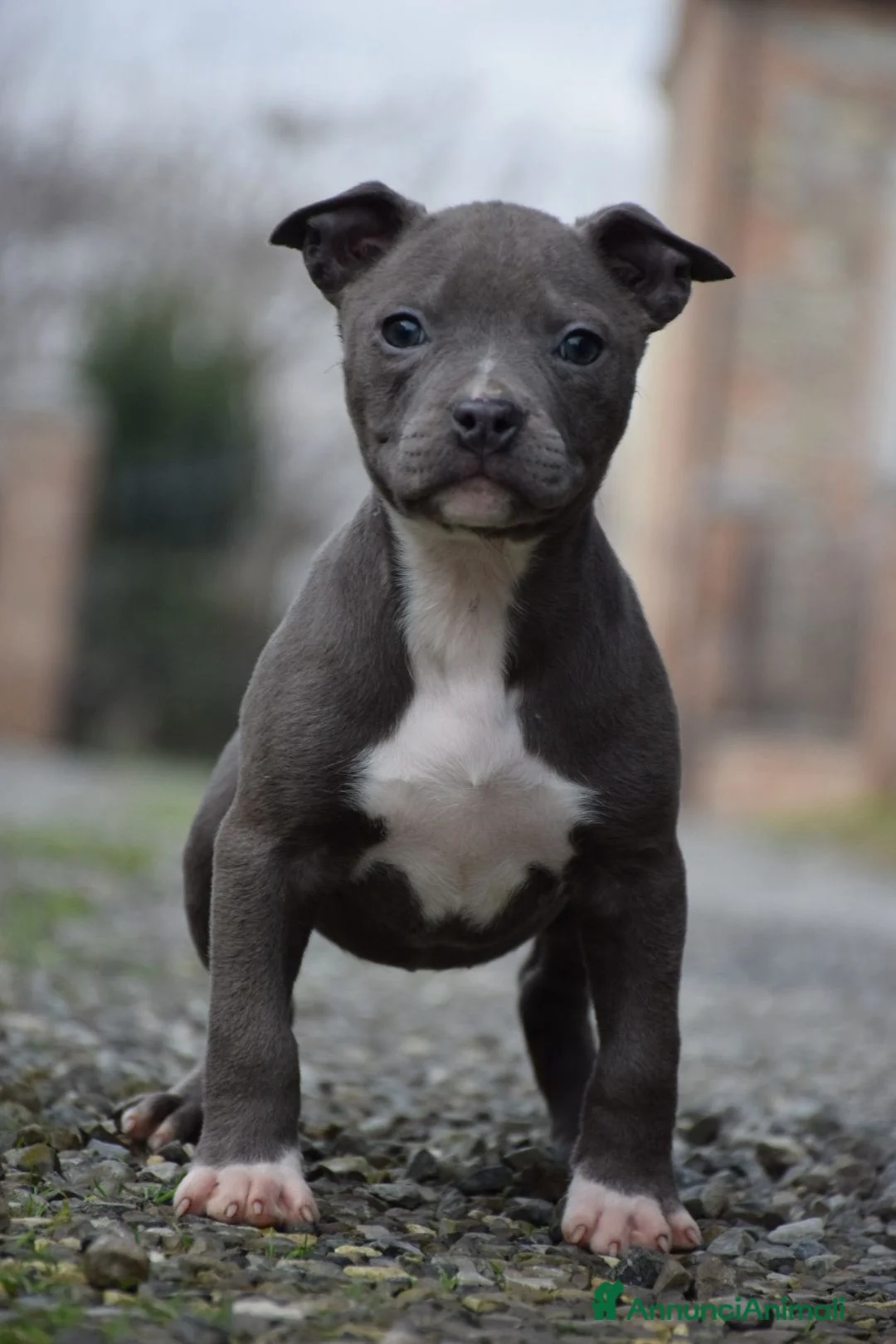 Pitbull cani in vendita: Cuccioli Pit Bull con pedigree anche a rate! - Annuncio 10