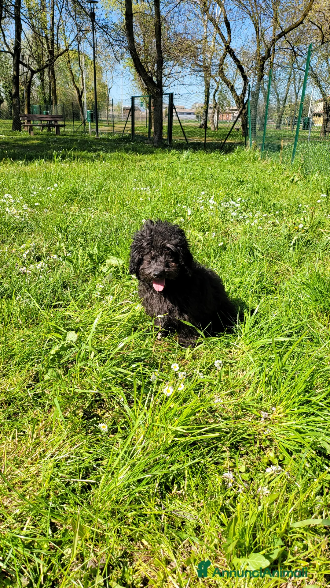 Barboncino cani in vendita: barboncino maschio a Città metropolitana di Milano - Annuncio 1