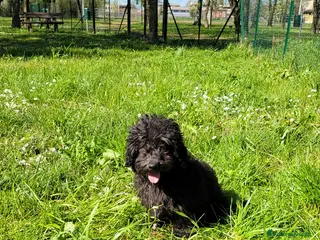 Barboncino cani barboncino maschio - Annuncio 4