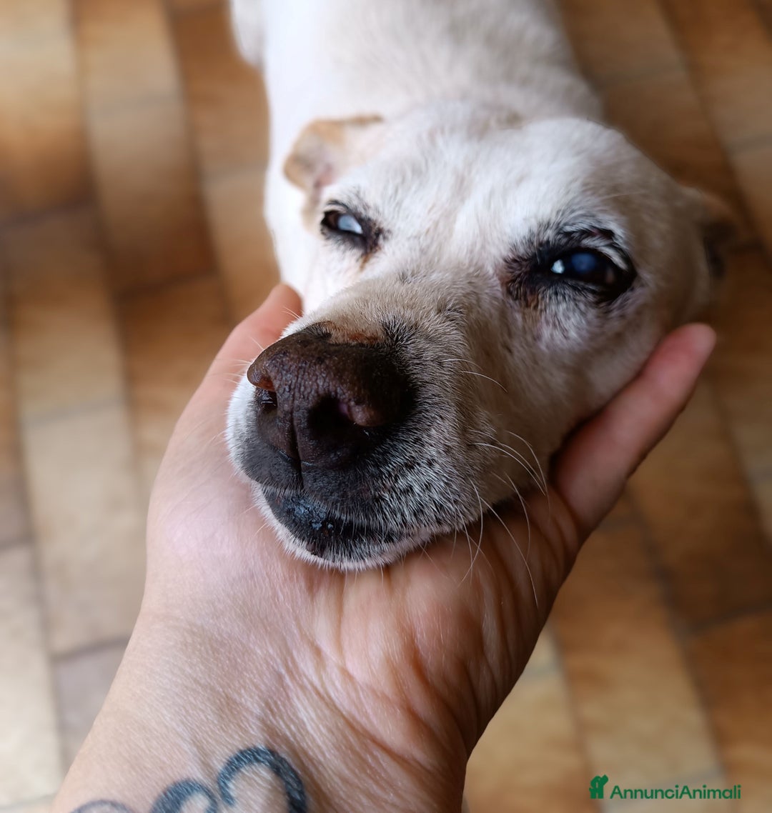 Meticcio cani in regalo: GINO detto il “chiacchierino” in adozione a Provincia di Latina - Annuncio 2