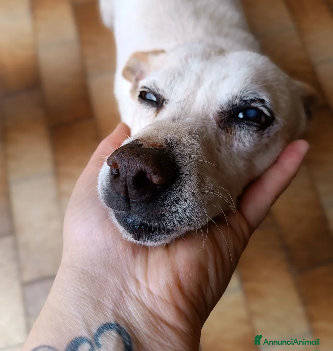 Meticcio cani in regalo: GINO detto il “chiacchierino” in adozione a Provincia di Latina - Annuncio 2