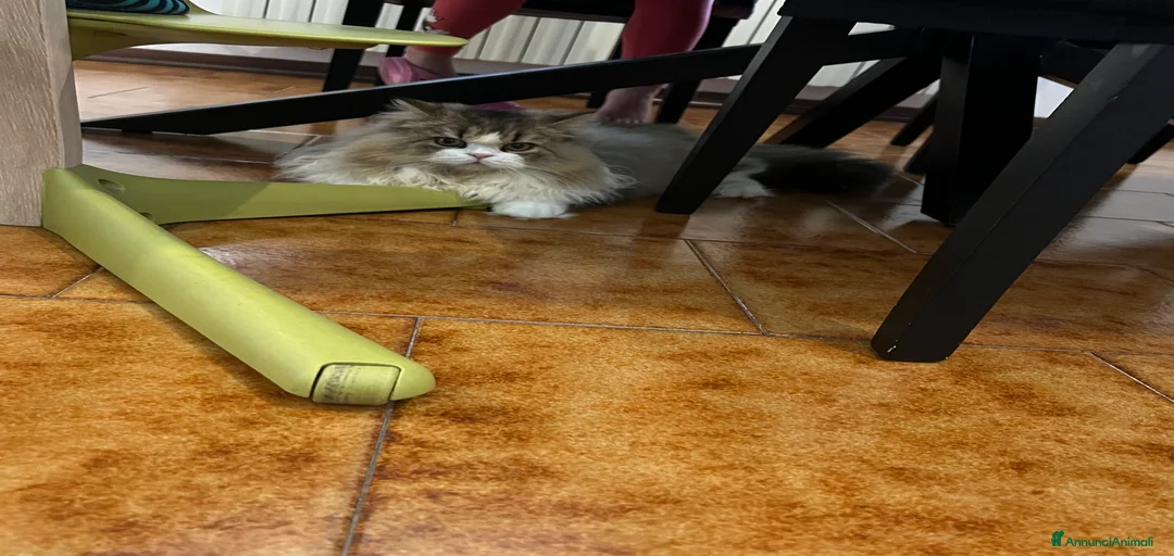 Immagine della galleria {{count}}