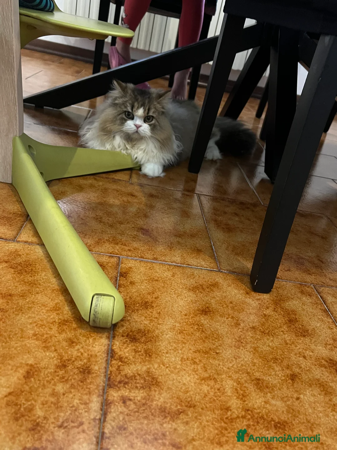 Immagine della galleria {{count}}