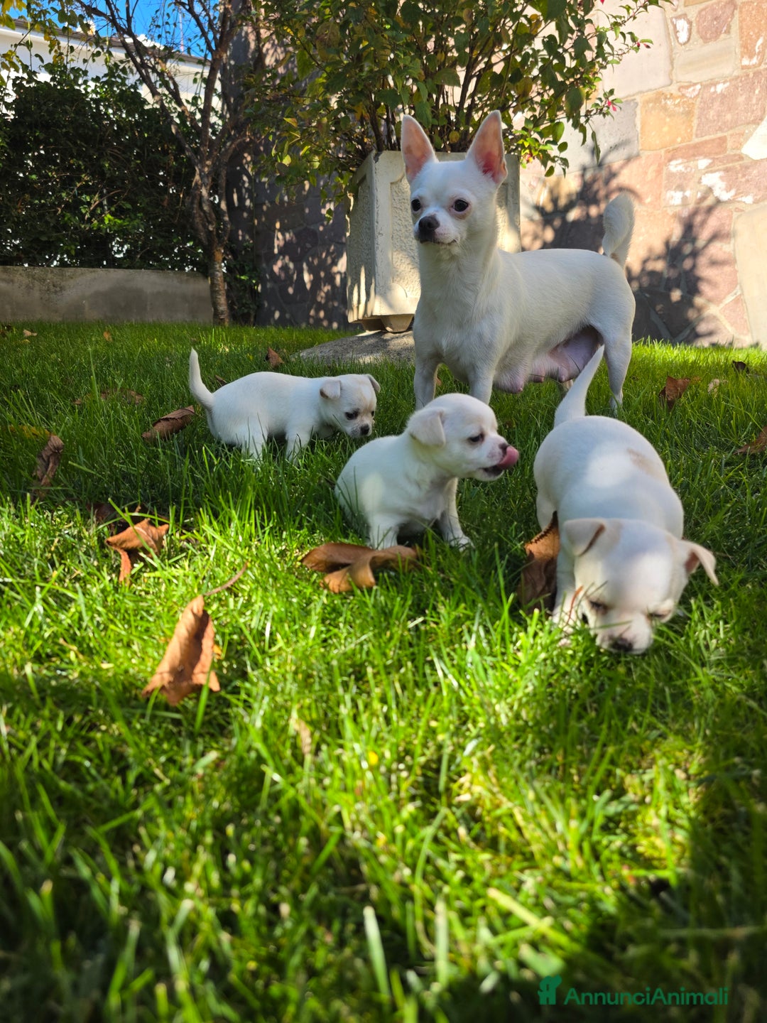 Chihuahua cani in vendita: Dolcissimi Chihuahua bianchi  - Annuncio 1