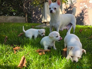 Chihuahua cani Dolcissimi Chihuahua bianchi - Annuncio 1