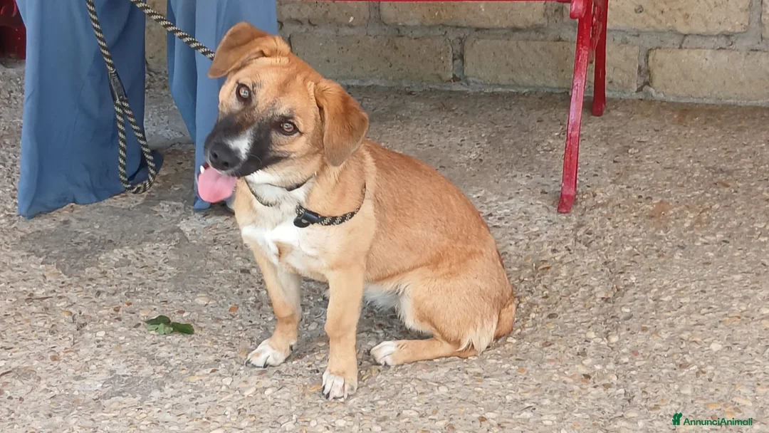Meticcio cani in regalo: ANNIE TG MEDIO PICCOLA CERCA LA SUA CASA  - Annuncio 1