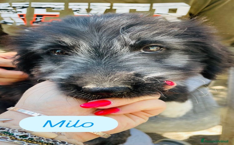 Meticcio cani a Città metropolitana di Milano - Annuncio 14